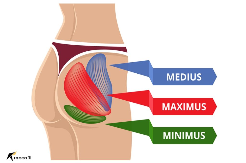 Anatomy of the Gluteus Minimus A Closer Look